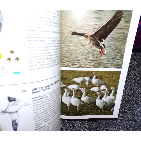 Simon & Shuster's Guide To Birds book 500 full color photos Nature Guide Series - Picture 5 of 6